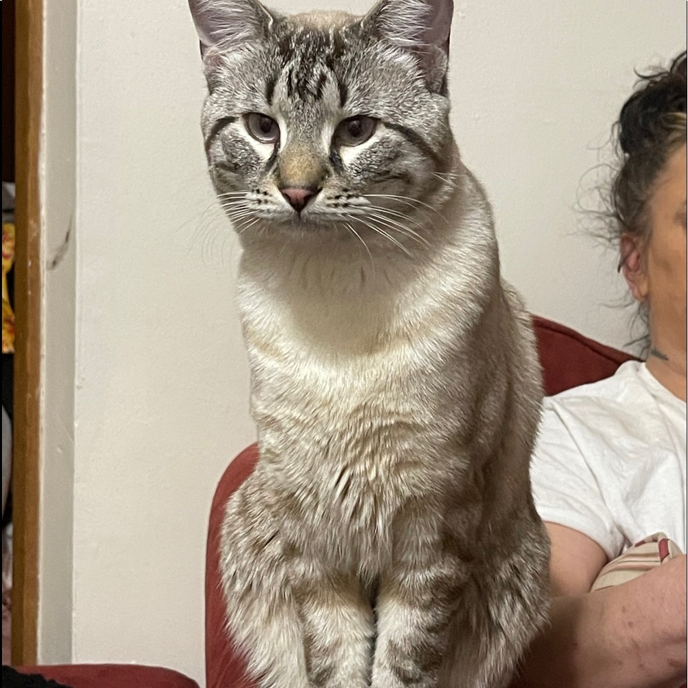 Meet your Posher, Belinda